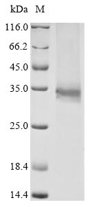 Recombinant Bovine coronavirus Non-structural protein 2a (2a)