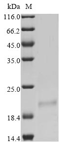 Recombinant Bovine coronavirus Non-structural protein of 12.7 kDa (5a)