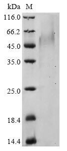 Recombinant Human coronavirus HKU1 Spike glycoprotein (S), partial