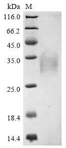 Recombinant Bovine coronavirus Non-structural protein of 4.8 kDa (4b)