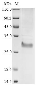 Recombinant Bovine coronavirus Protein I (N)