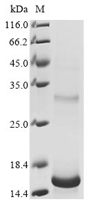 Recombinant Bovine coronavirus Non-structural protein of 12.7 kDa (5a)