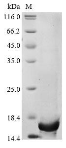 Recombinant Bovine coronavirus Non-structural protein of 12.7 kDa (5a)
