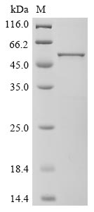 Recombinant Bovine coronavirus Nucleoprotein (N)
