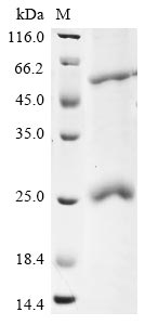 Recombinant Human coronavirus HKU1 Protein I (N)