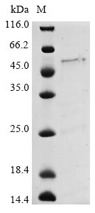 Recombinant Bovine coronavirus Nucleoprotein (N)