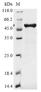 Recombinant Bovine coronavirus Nucleoprotein (N)
