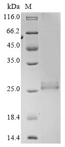 Recombinant Bovine coronavirus Protein I (N)