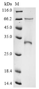 Recombinant Bovine coronavirus Spike glycoprotein (S), partial