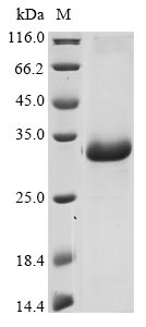 Recombinant Bovine coronavirus Non-structural protein 2a (2a)
