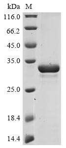 Recombinant Bovine coronavirus Non-structural protein 2a (2a)