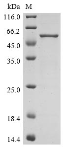 Recombinant Bovine coronavirus Nucleoprotein (N)