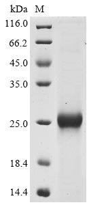 Recombinant Bovine coronavirus Spike glycoprotein (S), partial