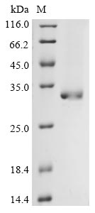 Recombinant Bovine coronavirus Non-structural protein 2a (2a)