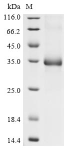 Recombinant Human coronavirus HKU1 Spike glycoprotein (S), partial