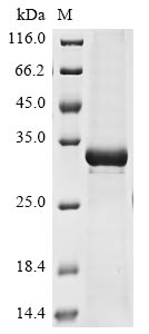 Recombinant Bovine coronavirus Non-structural protein 2a (2a)