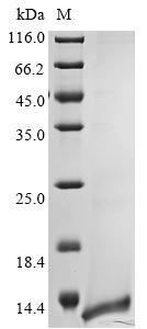 Recombinant Human coronavirus HKU1 Non-structural protein 4 (4)