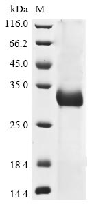 Recombinant Human coronavirus OC43 Spike glycoprotein (S), partial