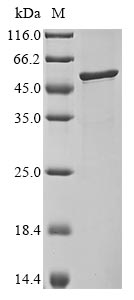 Recombinant Bovine coronavirus Nucleoprotein (N)