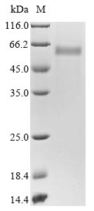 Recombinant Bovine coronavirus Nucleoprotein (N)