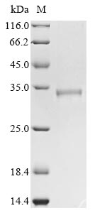 Recombinant Bovine coronavirus Non-structural protein 2a (2a)