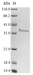 Recombinant Bovine coronavirus Spike glycoprotein (S), partial