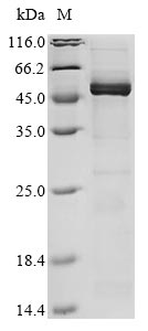 Recombinant Human coronavirus 229E Nucleoprotein (N)