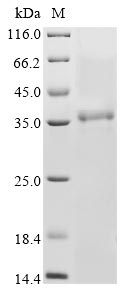 Recombinant Bovine coronavirus Non-structural protein 2a (2a)