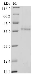 Recombinant Bovine coronavirus Non-structural protein 2a (2a)