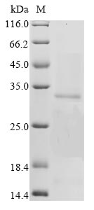 Recombinant Bovine coronavirus Non-structural protein 2a (2a)