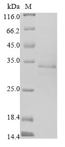 Recombinant Human coronavirus OC43 Non-structural protein 2a (2a)