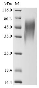 Recombinant Bovine coronavirus Non-structural protein of 4.8 kDa (4b)