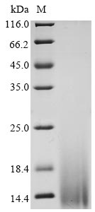 Recombinant Bovine coronavirus Non-structural protein of 4.8 kDa (4b)