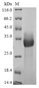 Recombinant Bovine coronavirus Spike glycoprotein (S), partial