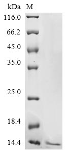 Recombinant Human coronavirus HKU1 Non-structural protein 4 (4)