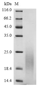 Recombinant Bovine coronavirus Non-structural protein of 4.8 kDa (4b)