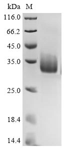 Recombinant Bovine coronavirus Spike glycoprotein (S), partial
