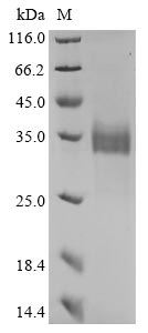 Recombinant Bovine coronavirus Spike glycoprotein (S), partial