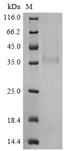 Recombinant Bovine coronavirus Spike glycoprotein (S), partial