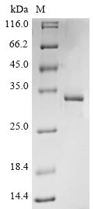 Recombinant Bovine coronavirus Non-structural protein 2a (2a)
