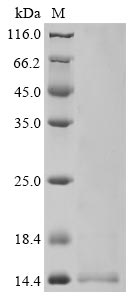 Recombinant Human coronavirus HKU1 Non-structural protein 4 (4)