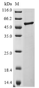 Recombinant Bovine coronavirus Nucleoprotein (N)