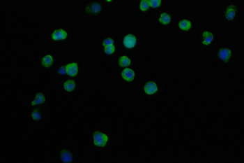 ITGAL Antibody