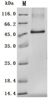 Human TMEFF2 Protein