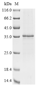 MS4A1 Protein