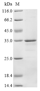 Human MS4A1 Protein