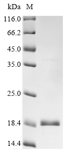 Human TGFBR1 Protein