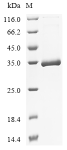 Human COL8A1 Protein