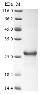 Gallus FGF2 Protein