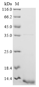Human CASP1 Protein